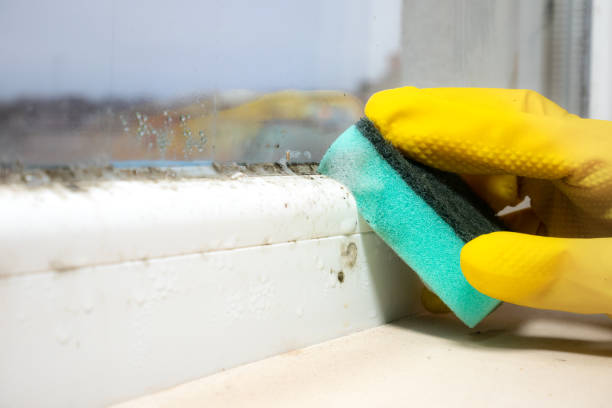 Best Commercial Mold Inspection  in Dandridge, TN